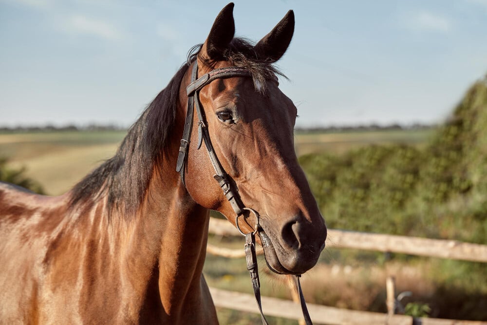cheval cheval
